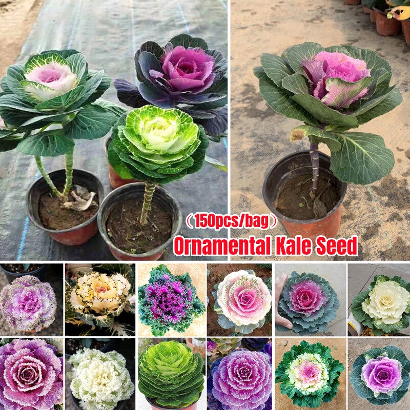 [Easy To Grow In ] 150 Seeds Assorted Ornamental Kale Flower Seeds Flowering Kale Plant Seed