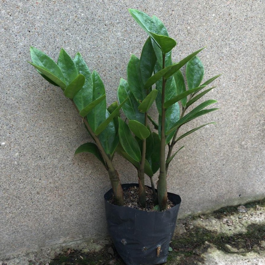 Zamioculcas Zamiifolia Fortune Tree Small In Polybag Houseplant Shopee Singapore