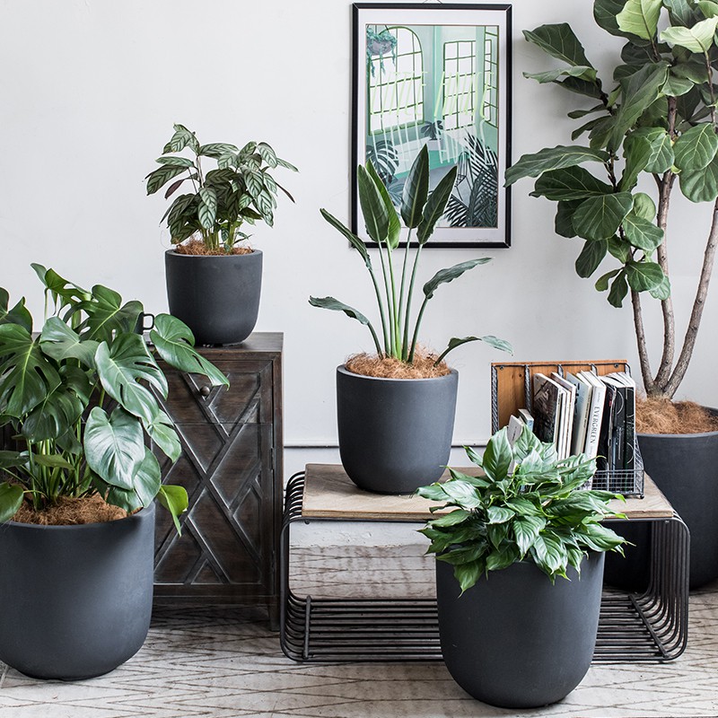[SG SELLER] [SG SELLER] Plant pot large Cement Pot concrete Fiber Glass