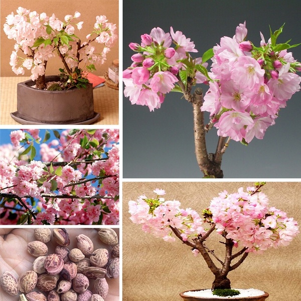 30Pcs Japanese Sakura Seeds Bonsai Tree Seeds Cherry Blossom Seeds for