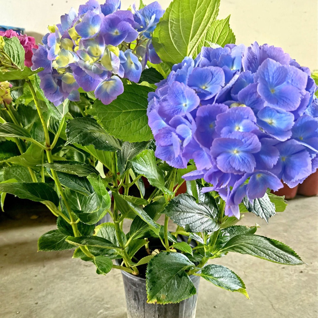 Hydrangea Potted Plants with Bud Endless Summer Hydrangea Seedlings Outdoor  Balcony Flowers Wrapped Everblooming | Shopee Singapore