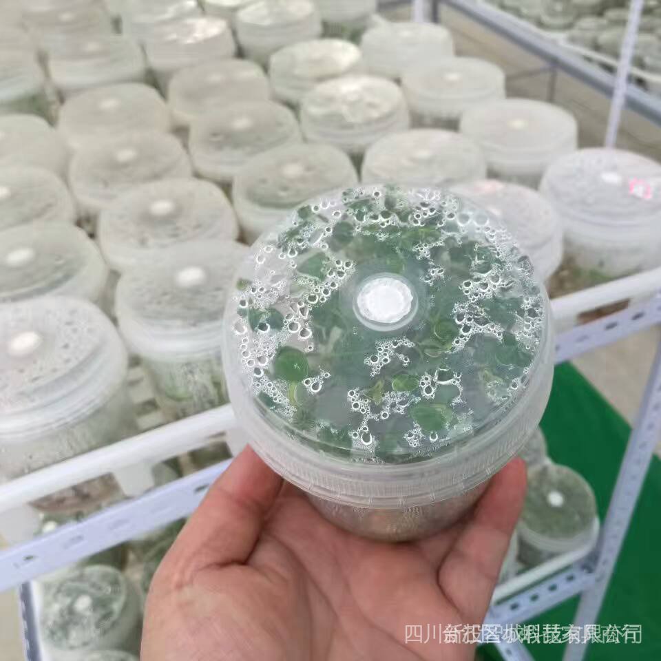 Thick Plastic Tissue Bottle High Temperature Resistant Breathable Wide