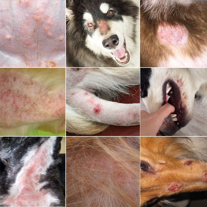 Dog Skin Ulcer Spray 120ml Pet Fungal Infection Dermatitis Mite Itching