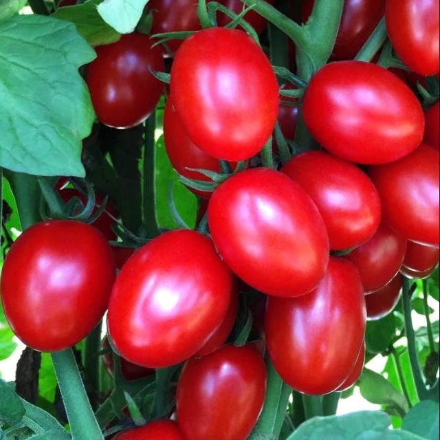 25pcs Benih Tomato Ceri Cherry Tomato Seeds Iuqi Shopee Singapore