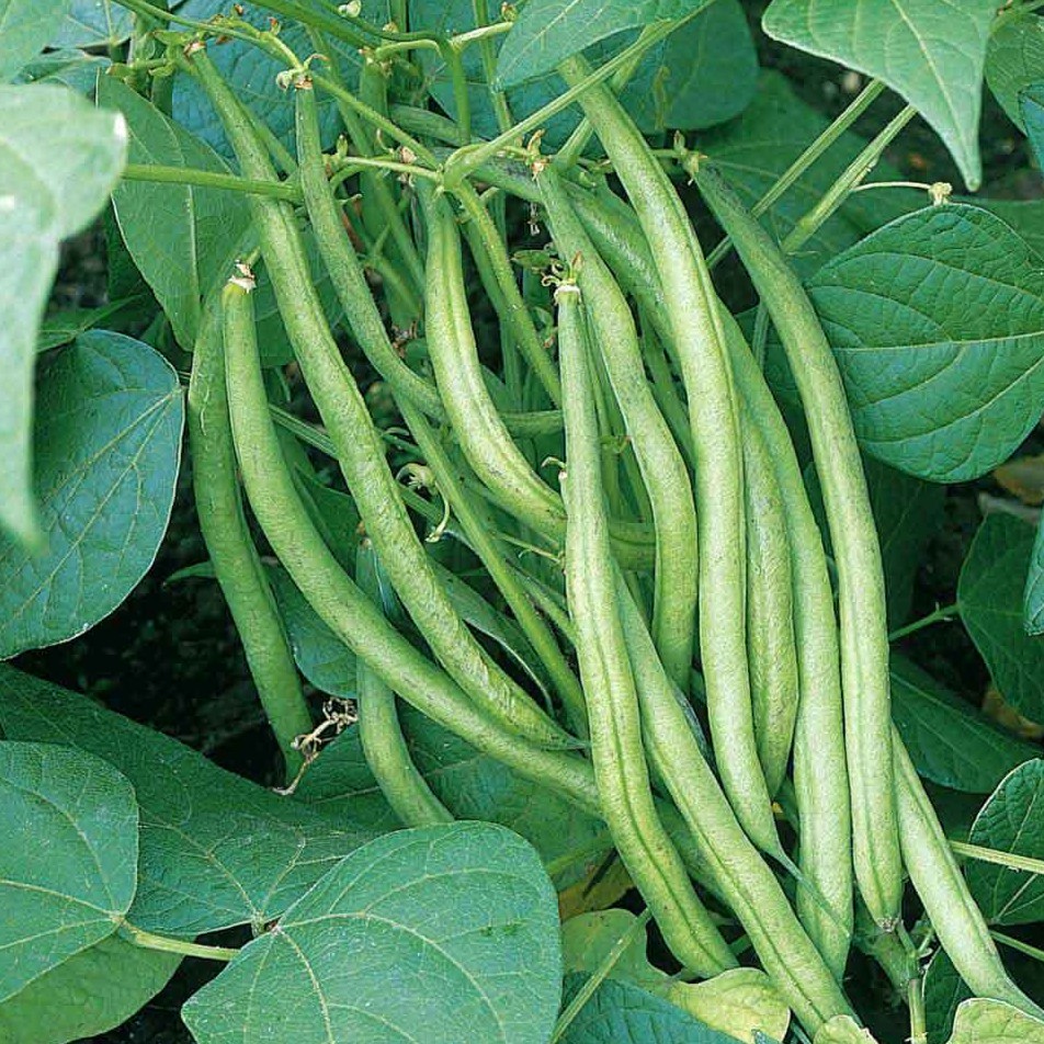 15 French Beans Plant seeds Garden Seeds Vegetable seeds (fr SG ...