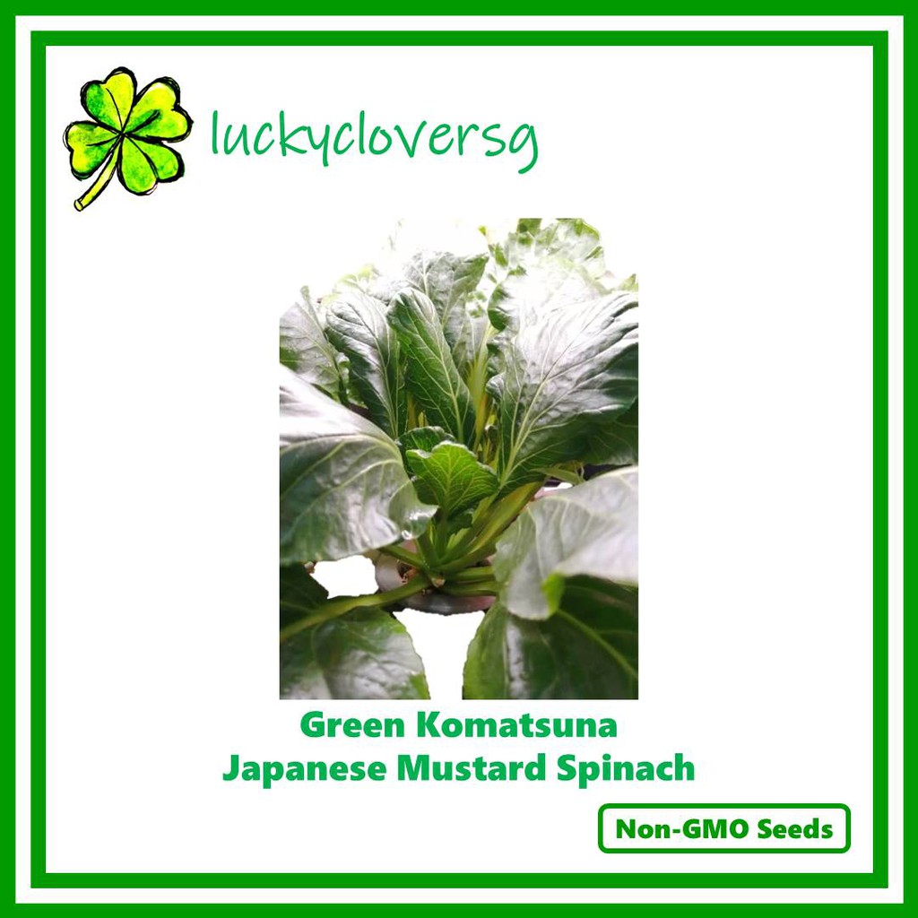 F1 Green Komatsuna Japanese Mustard Spinach *Seeds from SG* Shopee