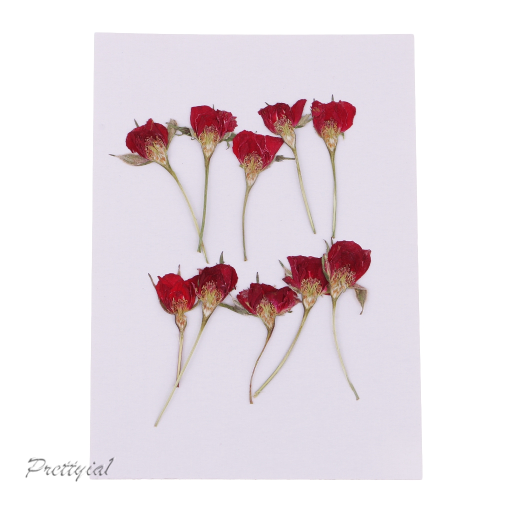 50+ Dried Pressed Roses Pictures
