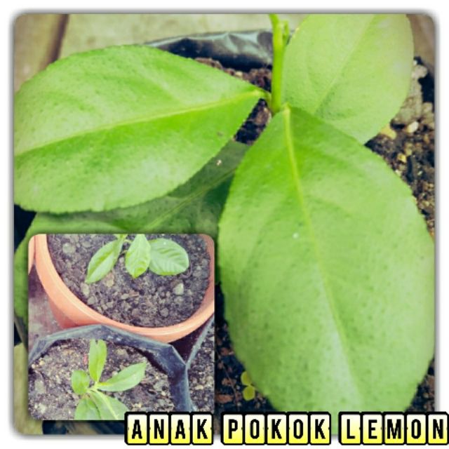 Anak Pokok Lemon Kuning Shopee Singapore