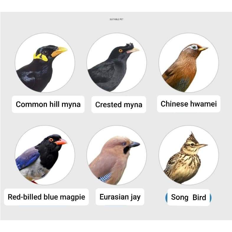 Hill Myna Bird Food 500gram Dedak Bird Tiong Mas Gold Stone Shopee Singapore