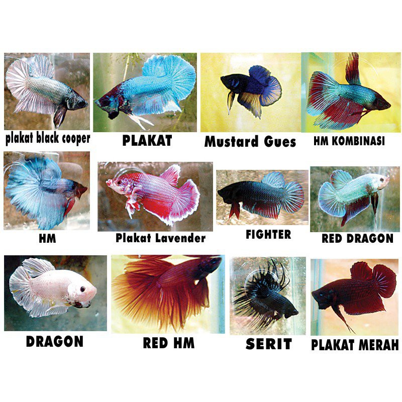 Hot Selling Em4 Infusoria Pok Suli Betta 1 Liter Untuk Ikan Cupang Betta Original 100 Shopee Singapore