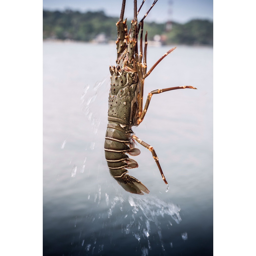 Live Green Lobsters sashimi grade promotion 奎笼活龙虾 500g+/-