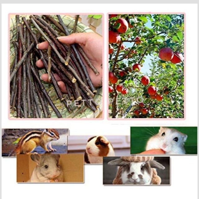 Shop Malaysia Apple Chew Sticks For Chinchilla Guinea Pigs Hamsters Rabbits Parrots And Other Small Animals Shopee Singapore