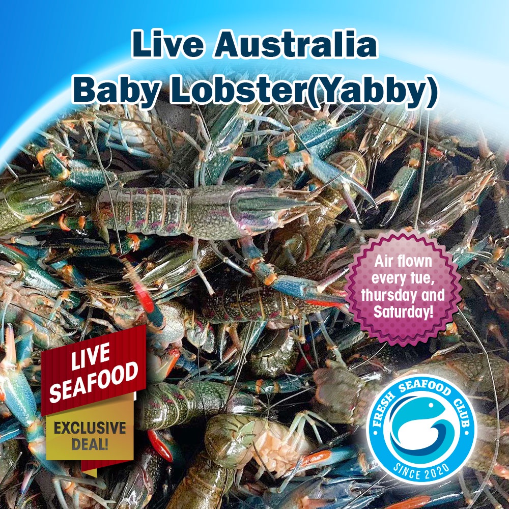 Live Australia Baby Lobster (Yabby) Crawfish, Gross Weight: 2kg (25g-50g/piece,60 pcs)*