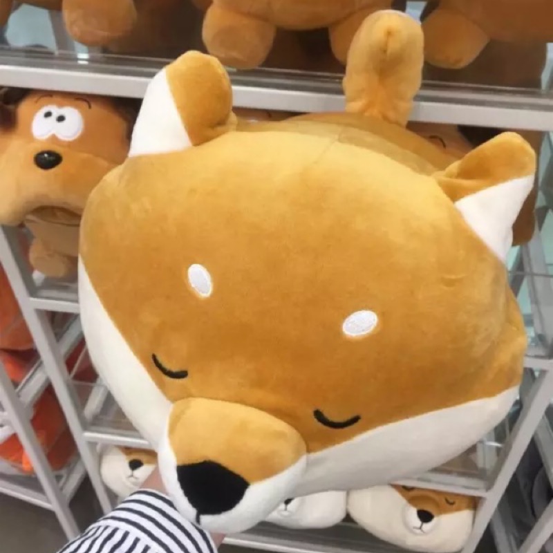 miniso shiba