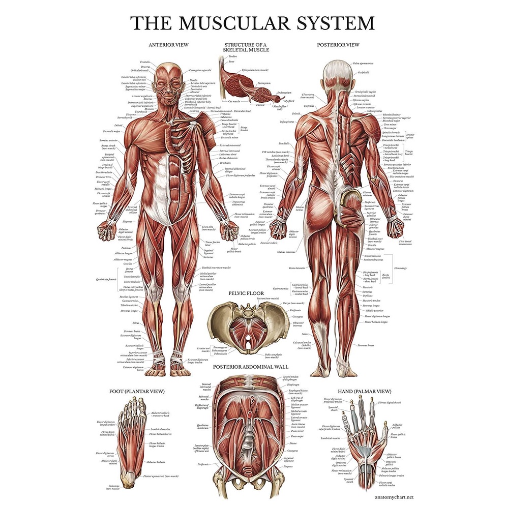 Muscular System Anatomical Poster Laminated Muscle Anatomy Chart Double Sided Shopee Singapore