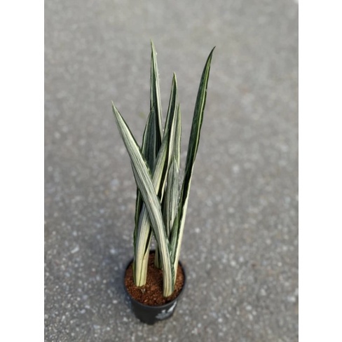 Non Fussy House Plant Sansevieria Bantel Shopee Singapore