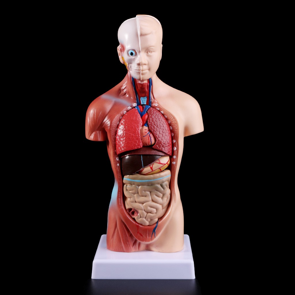 Human Torso Body Model Anatomical Medical Internal Organs For Teaching Shopee Singapore