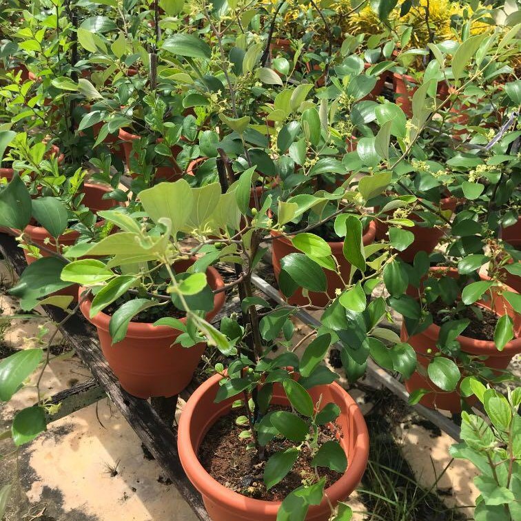 Jujube Plant Shopee Singapore