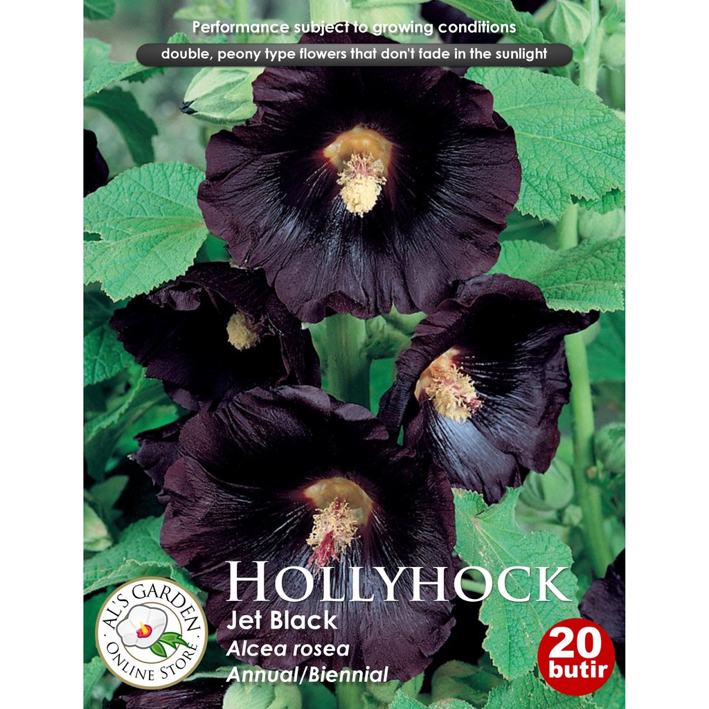 Jet Black Hollyhock Flower Seeds Shopee Singapore