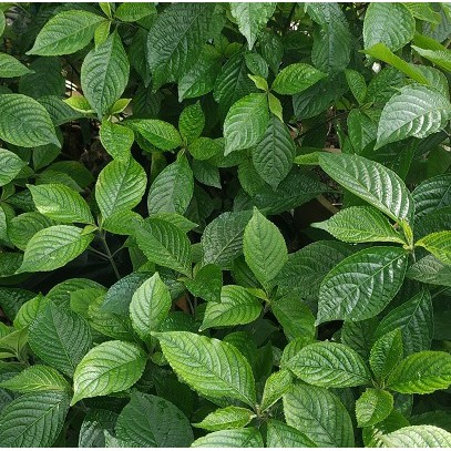Organically Home Grown Strobilanthes Crispus Black Face General Dried Leaves Shopee Singapore