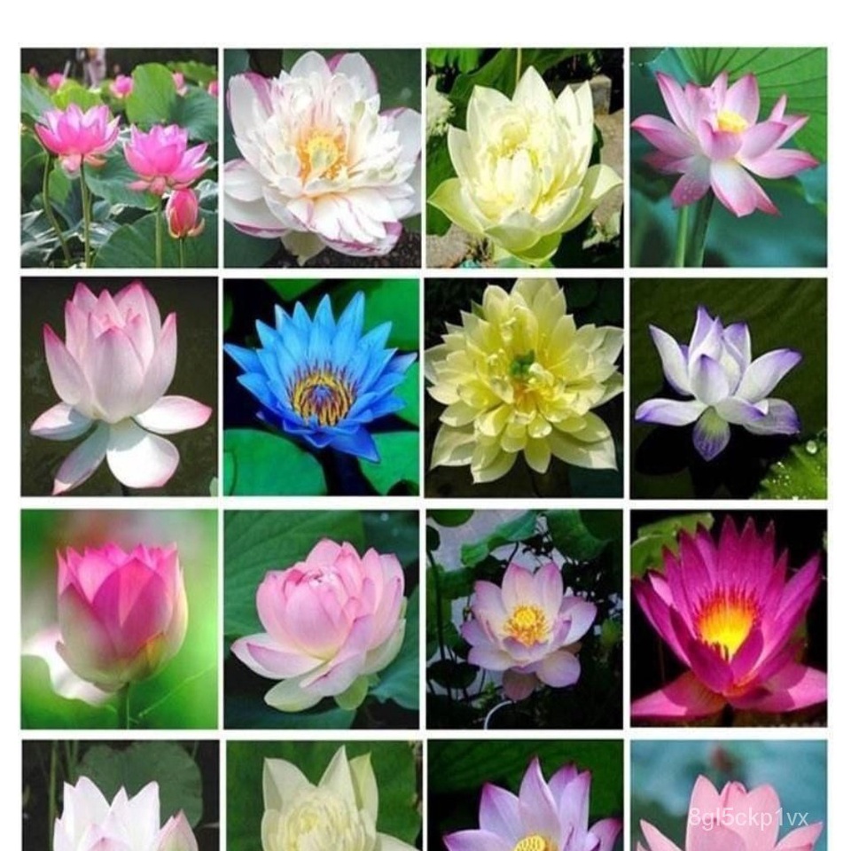 Four Seasons Aquatic Bowl Lotus Seed Hydroponic Plant Water Cultivation