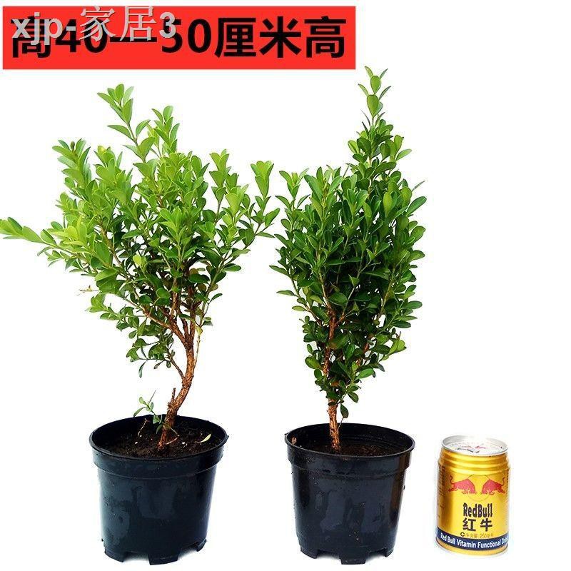 Boxwood Bonsai Cold Hardy Office Potted Plants Four ...