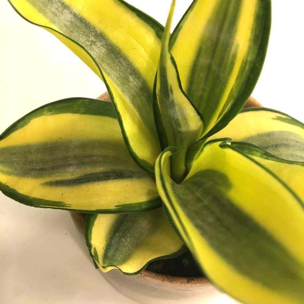 Sansevieria Trifasciata Golden Hahnii In Plastic Pot 0 25m Shopee Singapore