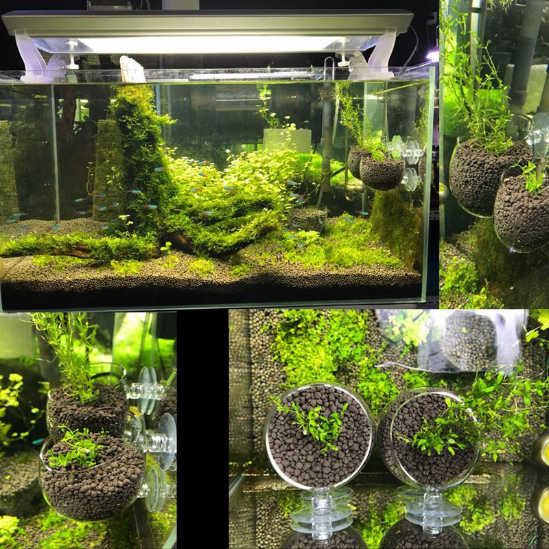 Creative Aquarium Fish Tank Glass Plant Cup Red Worm