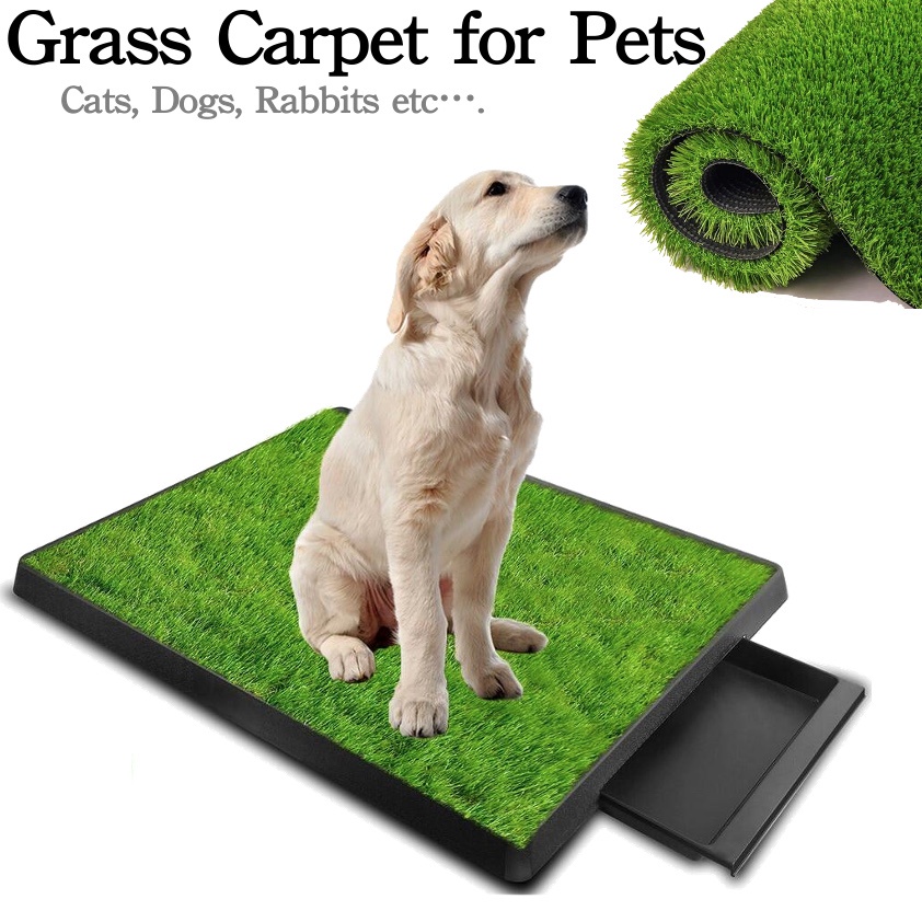 How Do You Pee Proof A Dogs Rug