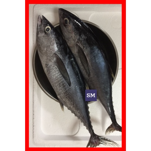 Longtail Tuna Mackerel Yellow Fin Tuna Fish 黄鳍金枪鱼
