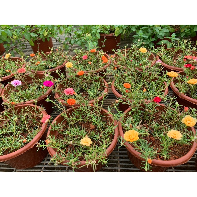 Japneses Rose / Portulaca Grandiflora Shopee Singapore