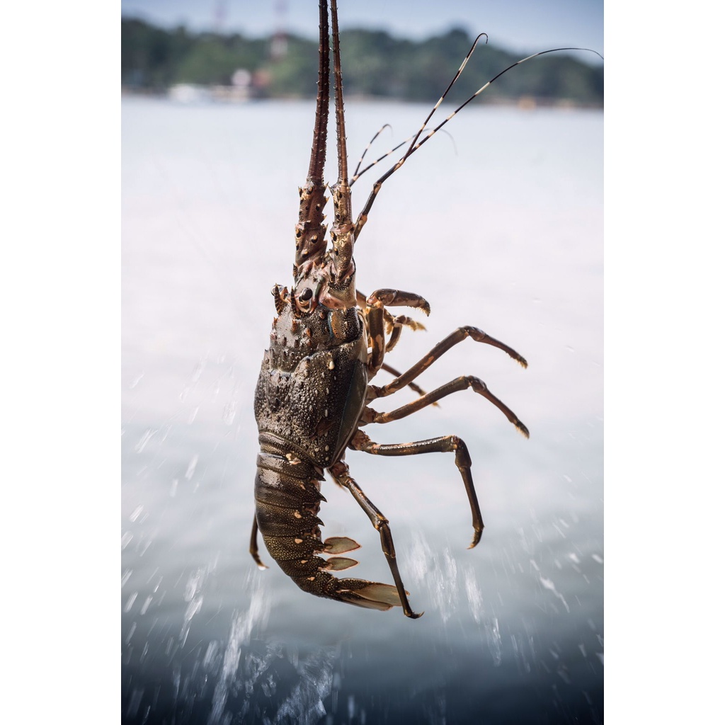 鲜美生活環球直营店