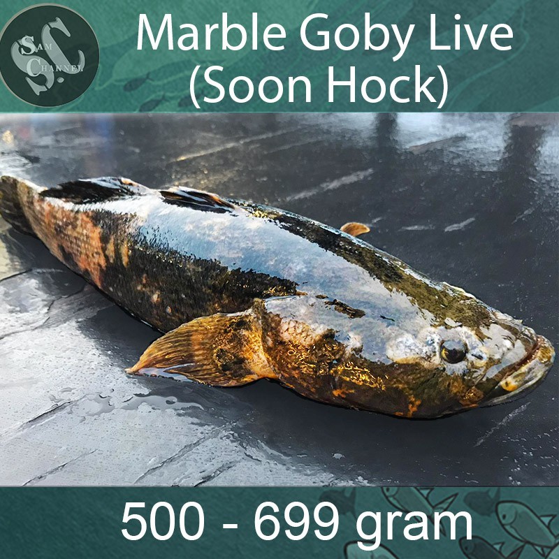Live Seafood Marble Goby Soon Hock Shopee Singapore