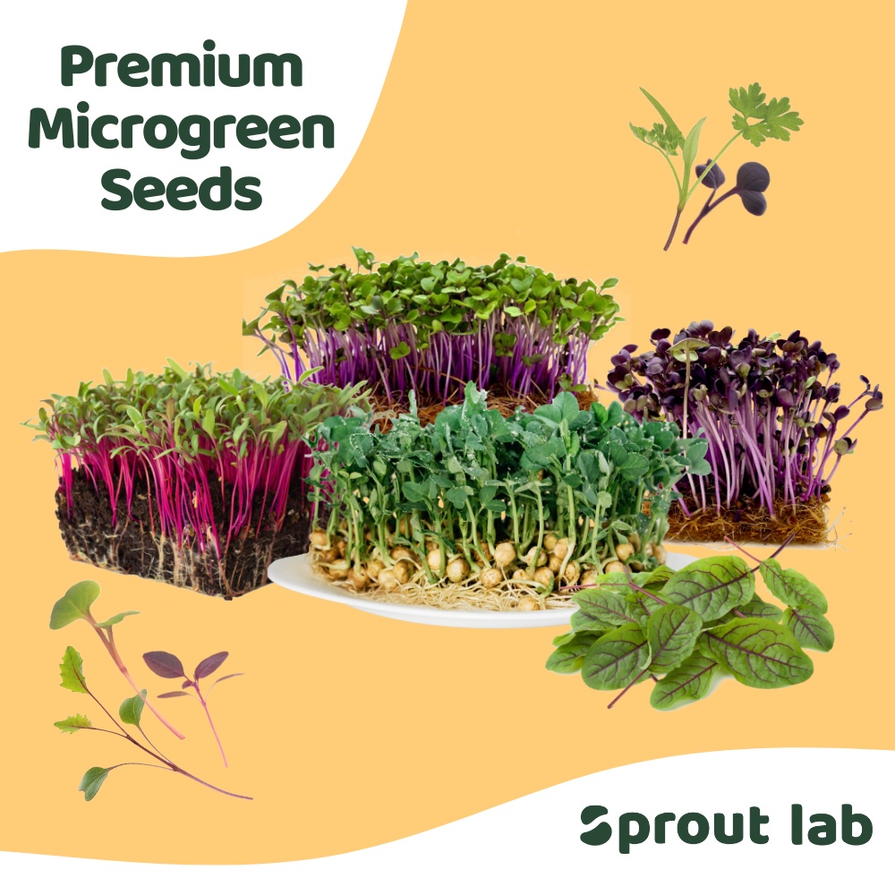Sprout lab  Microgreens Seeds (16g = 16000 seeds)  High