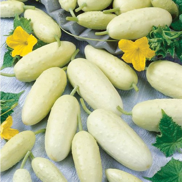 10 White Cucumber Plant seeds Gardn seeds Vegetable seeds (fr SG ...