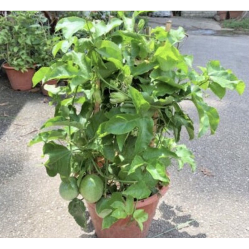 organic edible passionfruit passion fruit potted plant Shopee Singapore