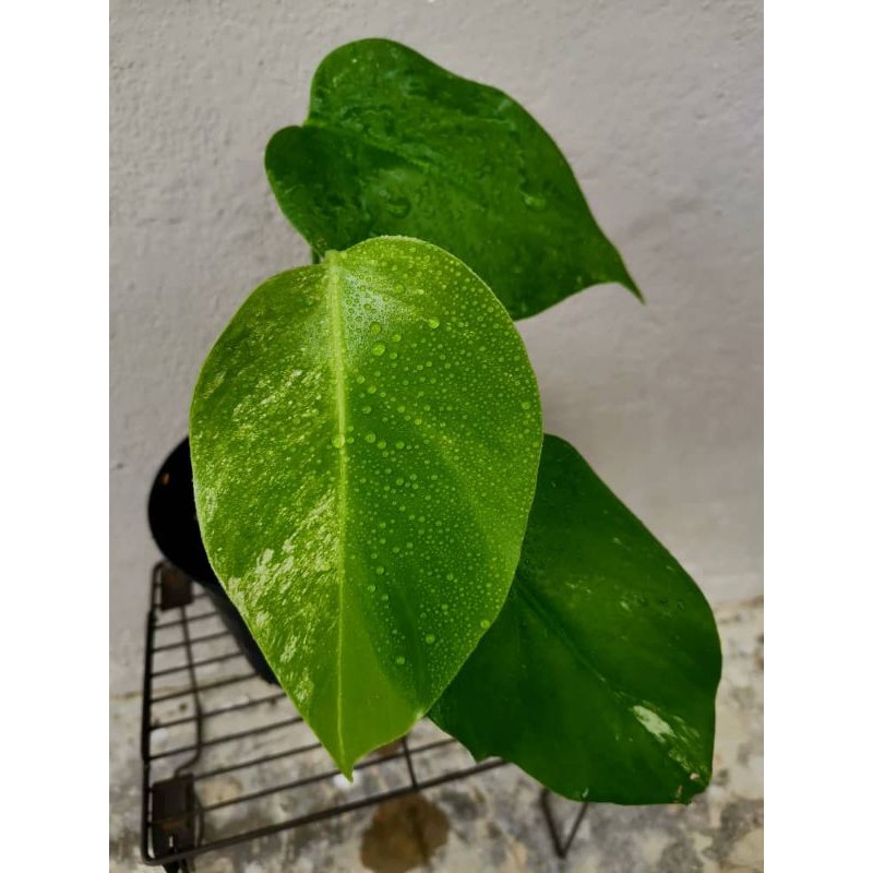 Monstera Borsigiana Albo Variegata Shopee Singapore