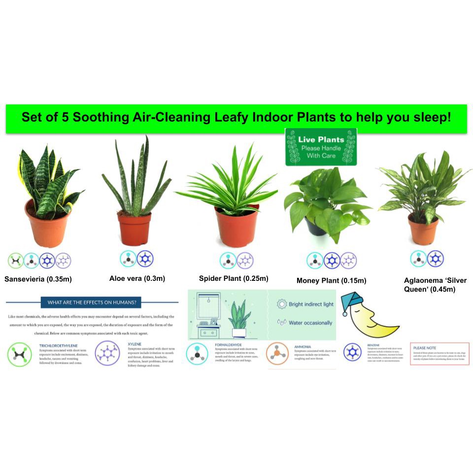 Set of 20 Soothing Air Cleaning Leafy Indoor Plants to help you sleep