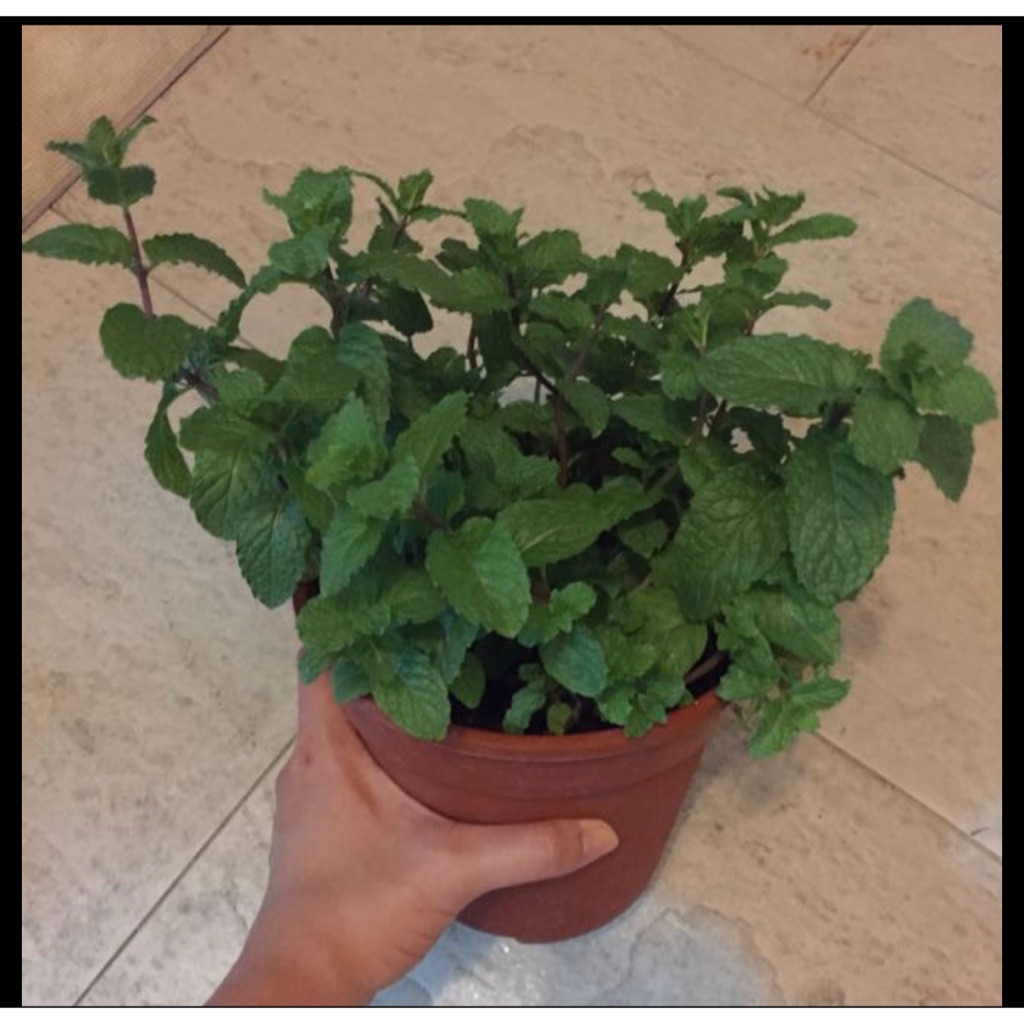 Dwarf Peppermint mint Plant Edible Herb Plant Shopee Singapore