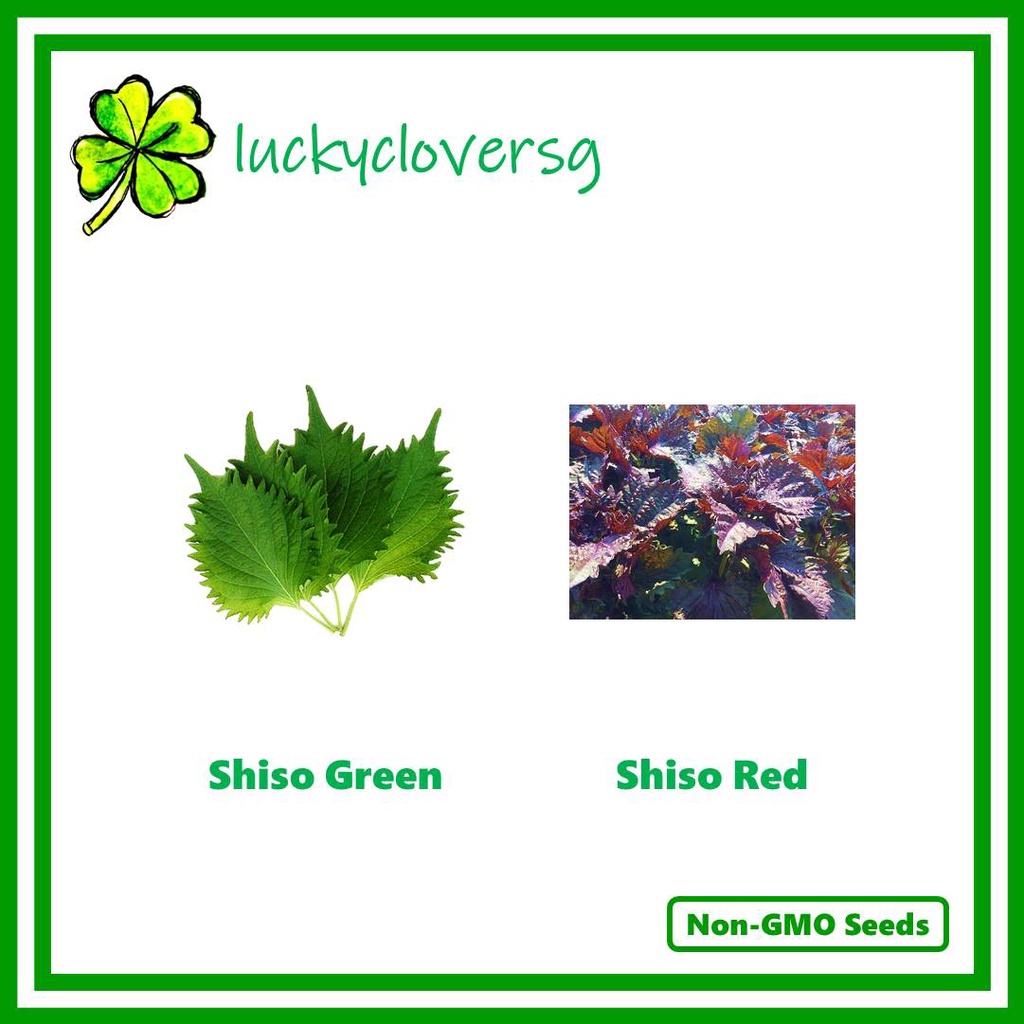 Shiso Green Red Beefsteak Perilla Aojiso Akajiso Japanese Korean Sesame Leaves Leaf Seeds From Sg Shopee Singapore