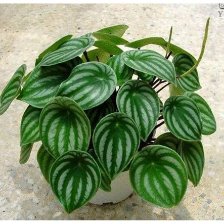 30 Seeds Pack Bonsai Flower Plant Seeds Peperomia Argyreia Flower Seeds Pzaz Shopee Singapore