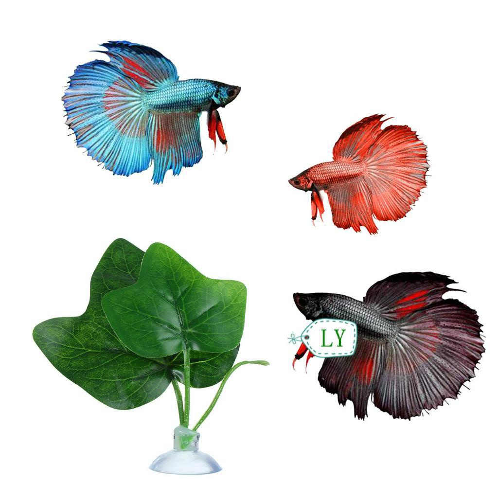 Do Betta Fish Like Tank Decorations Shelly Lighting