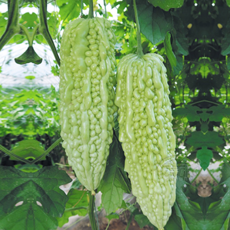 10pcs Bitter Gourd Seeds Plant Vegetable Seeds Shopee Singapore