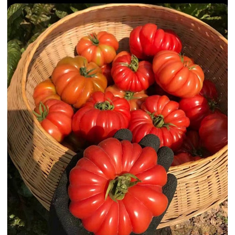 Italian heirloom tomatoes(8 grains) Shopee Singapore