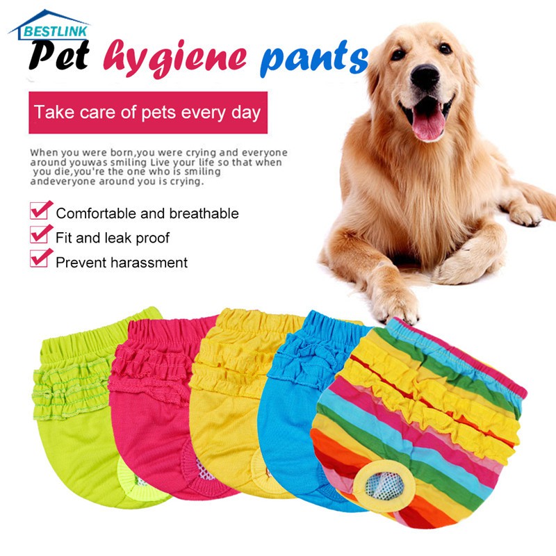 How Do You Take Care Of A Dog In A Diaper