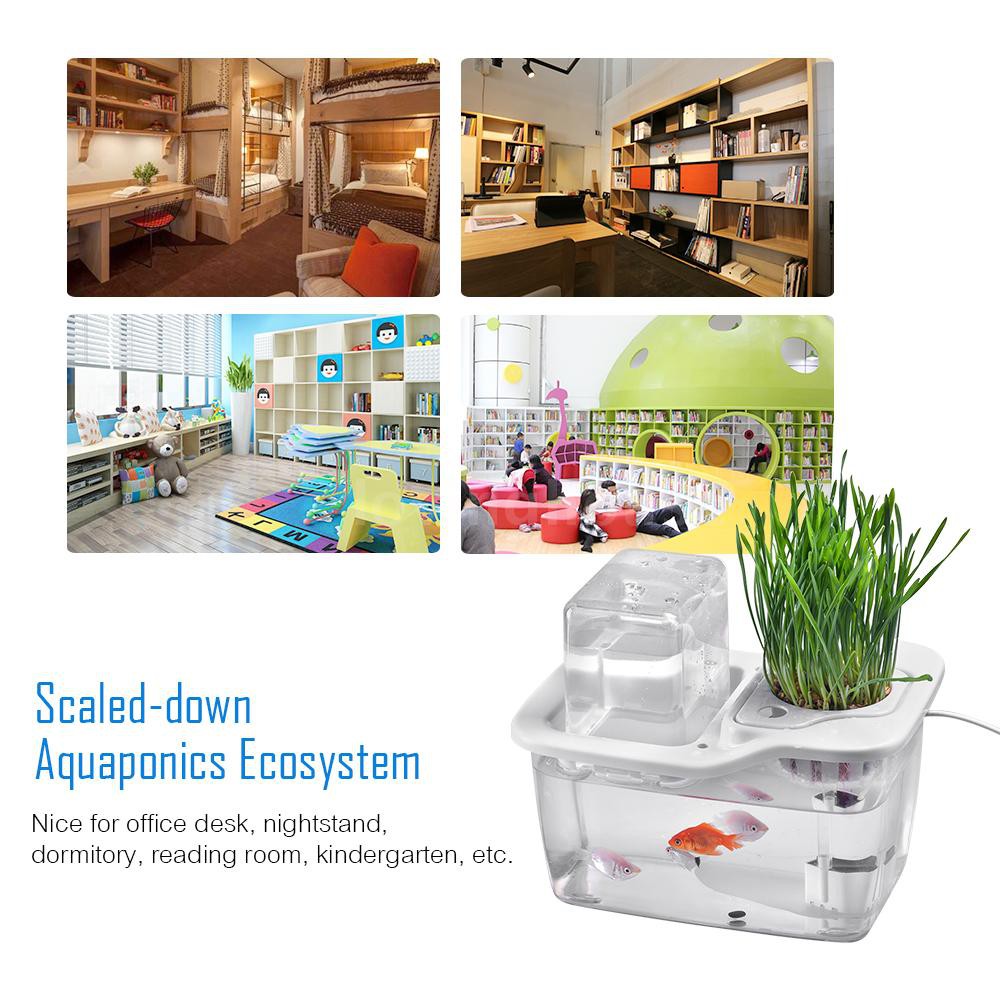 aquaponics kit sg - aquaponic