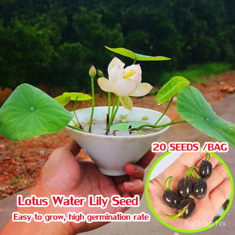 10Pcs Muti-Color Lotus Seed Hydroponic Aquatic Plants Flower Seeds Pot Water Lily Seeds Color : Yellow 