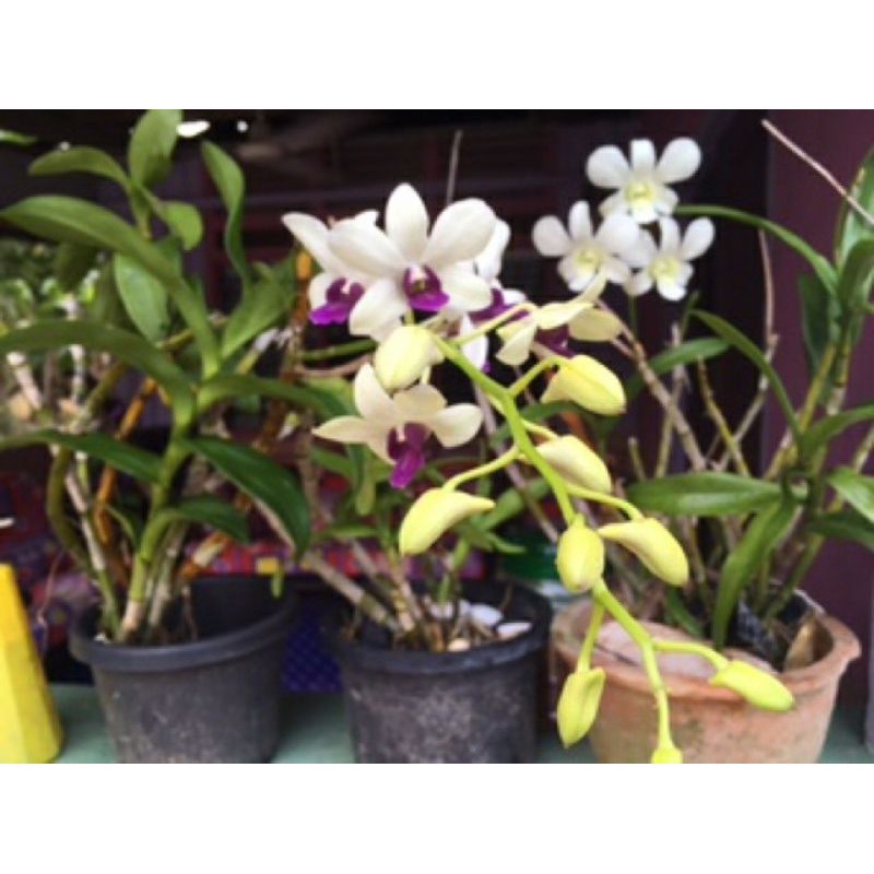 Baja Organik Sb Pokok Orkid 1 5kg Shopee Singapore