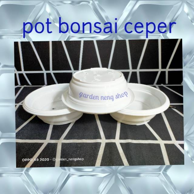 WHITE BONSAI CEPER SHORT POT 25 CM WHITE CHEAP DECORATIVE WHITE BONSAI CEPER SHORT POT 25 CM WHITE CHEAP DECORATIVE