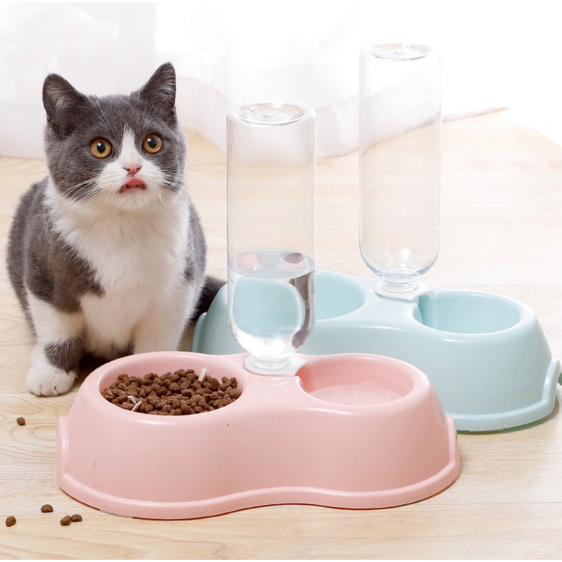 Kitten Food Bowl - Anna Blog